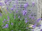 image of grave number 771767